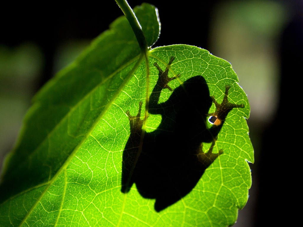 Underside shot looking up through leaf to silhouette of tree frog. Tree frogs distinctive disc-shaped toes give its feet more suction and therefore better grip when moving around in the trees. (Photo Credit: © Earth Touch Ltd.)